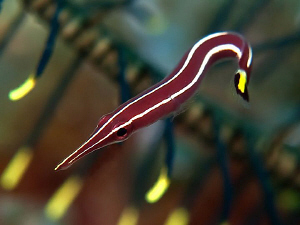 Urchin clingfish, Tulamben by Doug Anderson 